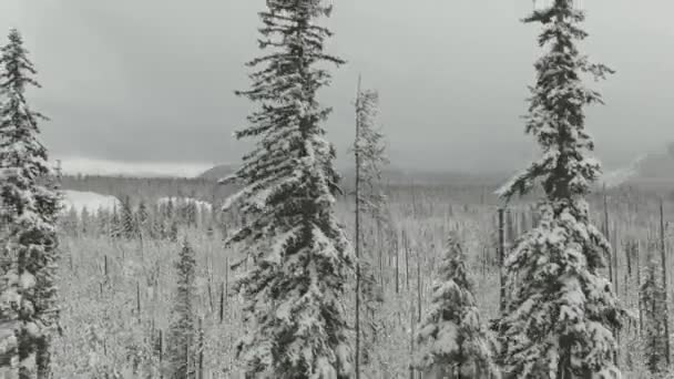 Antenowy Mrożony Las Śnieżnymi Górami Tle — Wideo stockowe