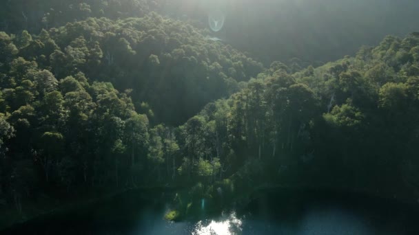 Araucaria Erdő Araucaria Araucana Háttérvilágítással Rejtett Lagúna Légi — Stock videók