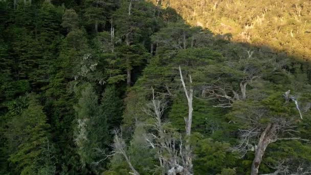 Fågelperspektiv Mysig Nothofagus Dombeyi Skog Södra Chile Med Solnedgången Lysande — Stockvideo