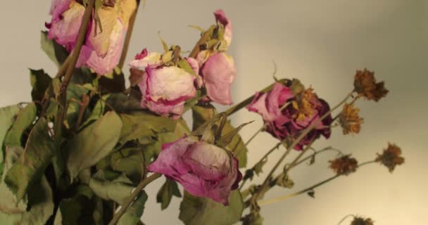 Bouquet Appassito Fiori Rosa All Interno Della Stanza Con Parete — Video Stock