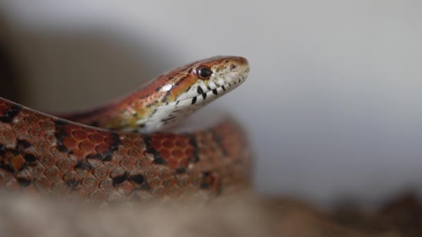 Close Brightly Colored Coiled Corn Snake Makes Small Head Movements — Stock Video
