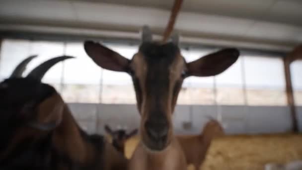 Funny Goat Close Wide Angle Lens — Stock Video