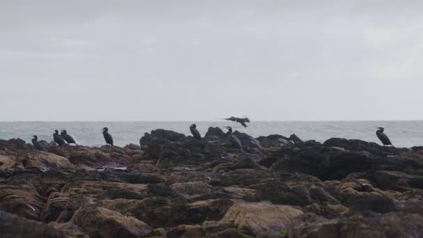 Aalscholvers Die Rotsen Aan Kust Staan — Stockvideo