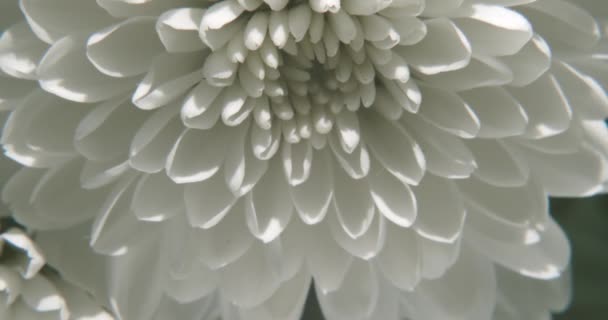 Makro Pohled Bílou Květinu Zpomalený Pohyb — Stock video