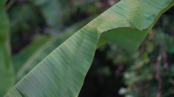 Banana Leaf Waving Gentle Breeze Vicino — Video Stock