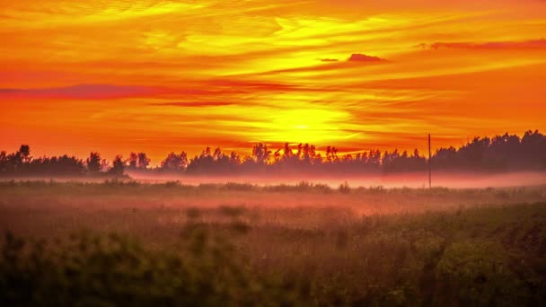 Часовий Знімок Заходу Сонця Палаючому Небі Над Чорними Деревами Туманний — стокове відео
