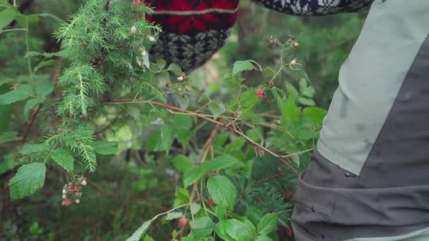 Hombre Recogiendo Frutas Rojas Frambuesa Jardín Tiro Recortado — Vídeos de Stock