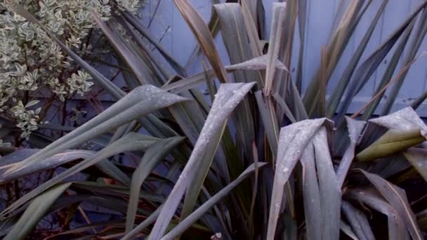 Top View Pan Nového Zélandu Flax Phormium Mrazem Ledem — Stock video