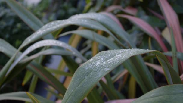 Zéland Flax Phormium Borított Fagy Jég Phormium Háttérrel — Stock videók