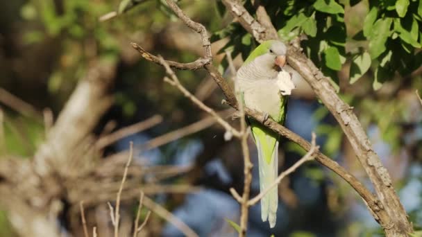 Een Groene Monnik Parkiet Ook Bekend Als Quaker Papegaai Myiopsitta — Stockvideo