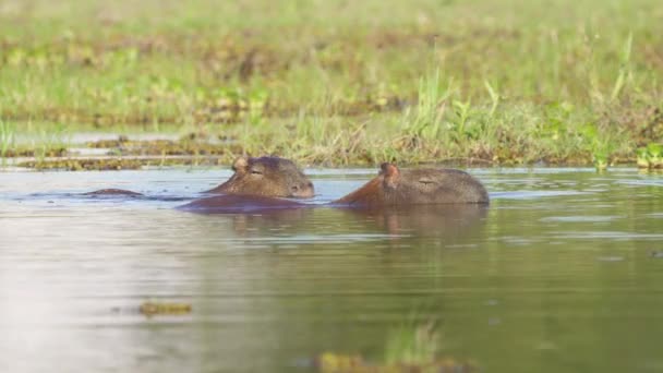 Par Capibara Salvajes Nadando Biodiverso Humedal Ibera Argentina — Vídeos de Stock