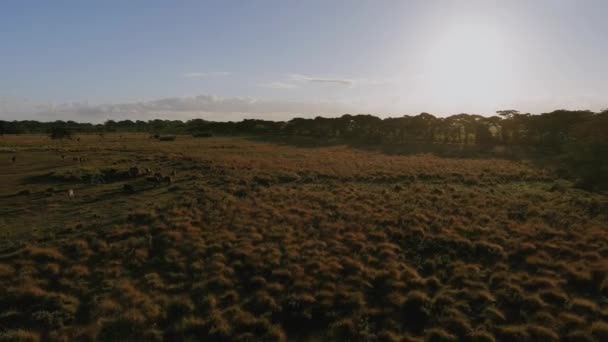 Manada Vacas Pastando Sobre Tierras Alrededor Laguna Altagracia República Dominicana — Vídeos de Stock