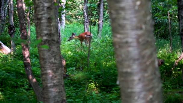 森林里的鹿食 — 图库视频影像