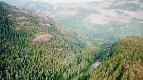 温哥华岛山谷森林 — 图库视频影像