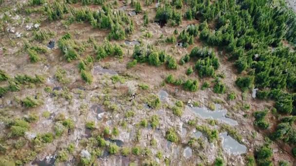 Воздушный Лес Острова Ванкувер Хребет Миннас — стоковое видео
