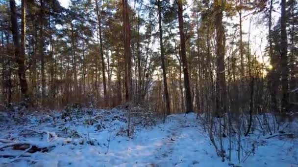 冬の森の中を歩くハイカーのパーソナルな視点太陽が木々の間を見ているように — ストック動画