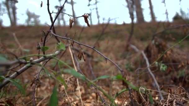 Bir Orman Zemininde Dallar Yapraklar Arasında Bir Hareket — Stok video