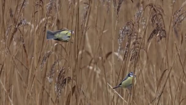 Two Blue Tits Hang Reed Stem Eat Reed — ストック動画