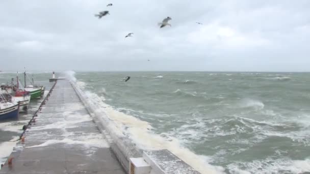 Seagulls Soaring Wind — Stock Video