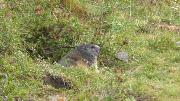 Vista Marmot Sentado Fuera Burrow Nest — Vídeo de stock