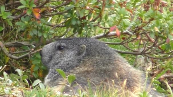 Eenzame Marmot Onder Takken Die Zich Omdraaien Kijken — Stockvideo