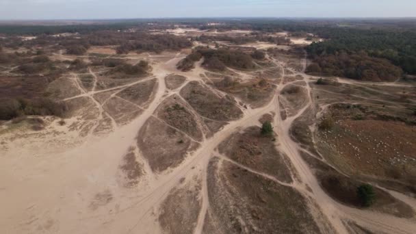 Widok Powietrza Wydmy Loonse Drunense Duinen Holandii Unikalne Niderlandzkie Zjawisko — Wideo stockowe