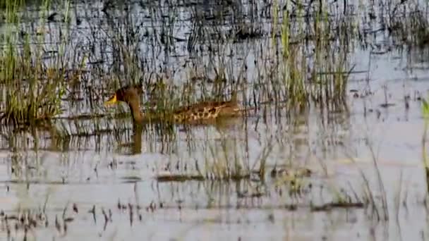 Pato Nadando Través Agua Cubierta Hierba — Vídeos de Stock