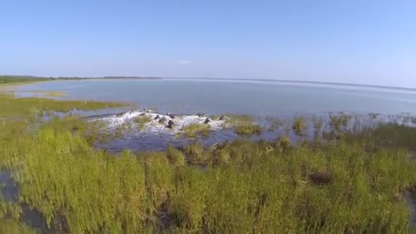 Reserva Caça Santa Lúcia Parque Wetland Isimangaliso — Vídeo de Stock