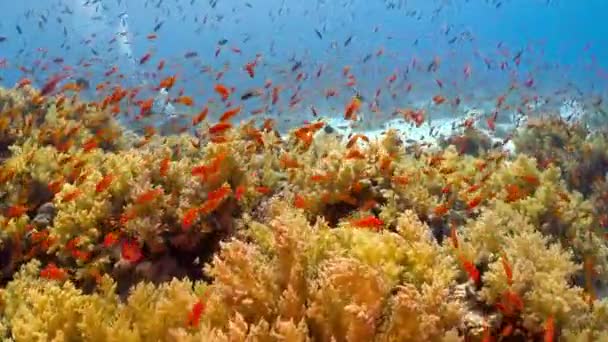 Binlerce Japon Balığı Kızıl Denizde Mısır Sarı Mercan Resifinde Yüzüyor — Stok video
