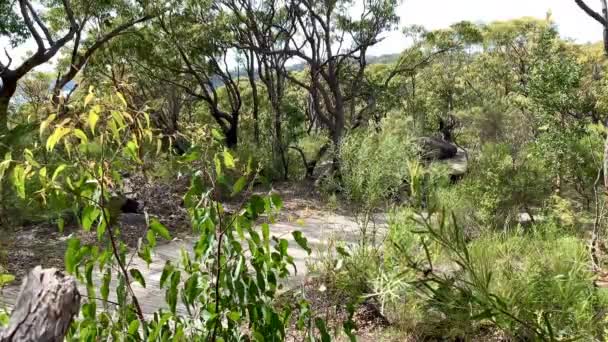 Wandelen Proef Verbergen Achter Bomen Struiken Australië — Stockvideo