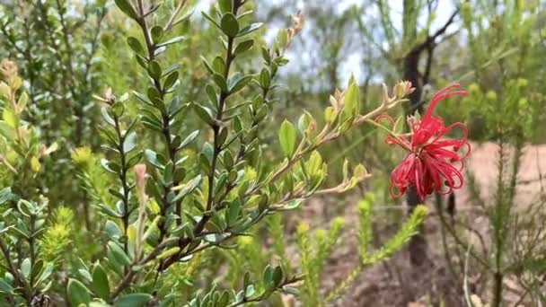 Rode Bloem Bladeren Met Australische Wandelweg Achtergrond — Stockvideo