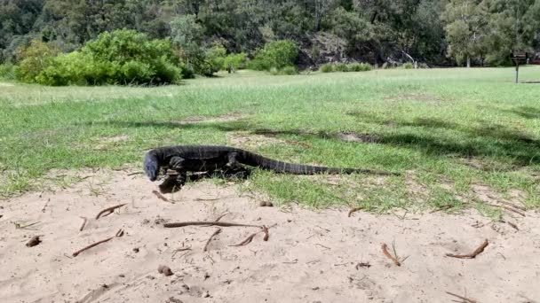 Αυστραλιανή Goanna Περπατά Όλο Ζεστό Έδαφος — Αρχείο Βίντεο