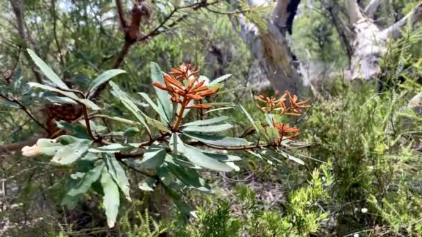 Interessante Blätter Und Blüten Australischen Busch — Stockvideo
