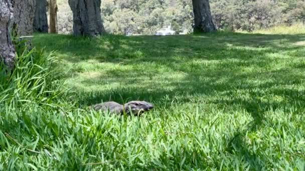 澳大利亚人用舌头闻草坪的味道 — 图库视频影像