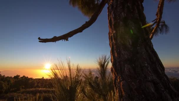 Sunset Palma Island Pine Tree Roque Muchachos — Stock Video