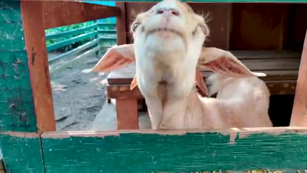 Közelkép Egy Kecske Szarvak Mögött Ketrec Kerítés Állatkertben Ardastra Gardens — Stock videók