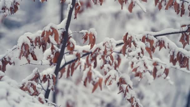 薄い繊細な枝の上に乾いた秋の葉を覆う光の最初の雪 ズームアウト パン左 — ストック動画