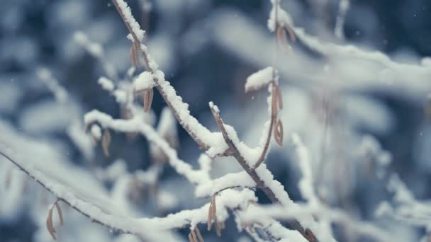 最初の雪が降っている 薄い純白の雪が白樺の枝を覆っています 繊細なCatkinsは軽く揺れる タイトアップショット フィールドの狭い深さ — ストック動画