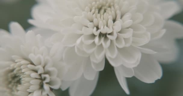 Blossoming White Chrysanthemums Shallow Profundidade Campo Rack Foco Tiro — Vídeo de Stock