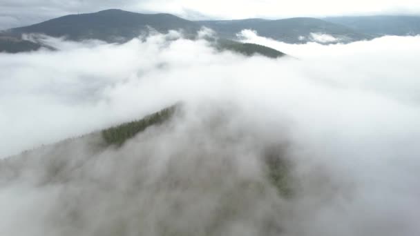 Tiro Aéreo Sobre Madeiras Montanha Dia Nebuloso Floresta Está Produzindo — Vídeo de Stock