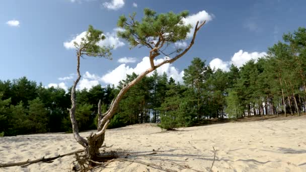 中央ヨーロッパの水不足による荒廃した森の時間経過黄色の砂の上に松寂しい — ストック動画