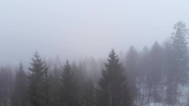 Туманное Небо Над Сосновым Лесом Зимой Воздушный — стоковое видео
