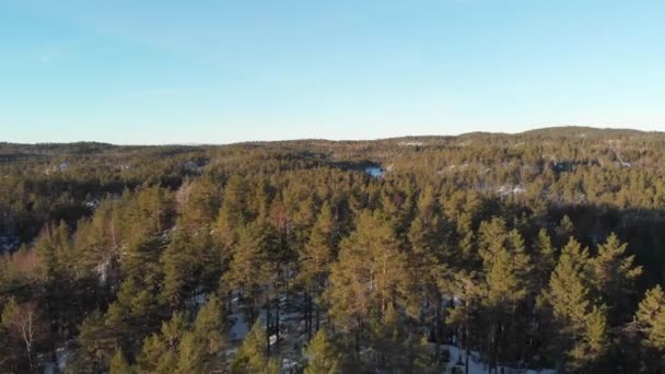 Drone Voando Sobre Árvores Abeto Floresta Nevada Noruega Brilhante Dia — Vídeo de Stock