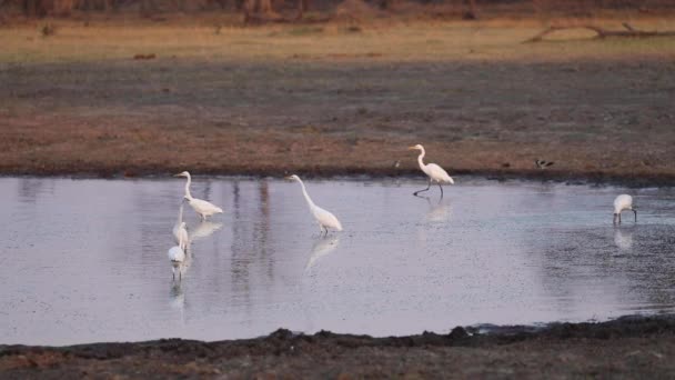 Extreme Wide Shot Egrets Spoonbills Fishing Waterhole Khwai Botswana — Stock Video