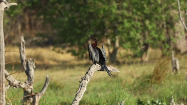在博茨瓦纳的赫瓦伊 一个非洲飞镖一边晒干翅膀一边栖息在树枝上的宽镜头 — 图库视频影像