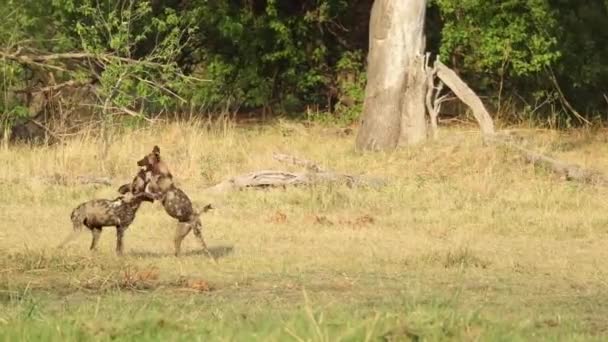 Amplo Tiro Dois Cães Selvagens Africanos Jogando Khwai Botswana — Vídeo de Stock