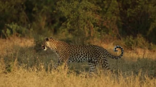 Panorámica Leopardo Femenino Caminando Cámara Lenta Luz Dorada Khwai Botswana — Vídeos de Stock