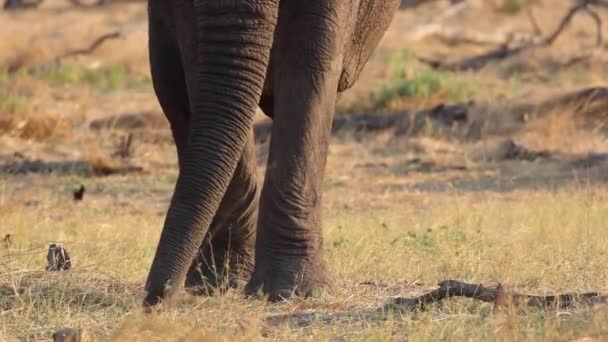 Medium Closeup African Elephant Trunk Feet Moving Dry Grassland Khwai — Stock Video