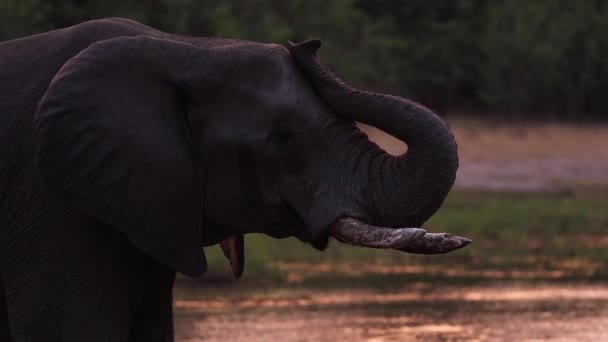 Medium Closeup Elefante Africano Pulverizando Água Luz Dourada Khwai Botswana — Vídeo de Stock
