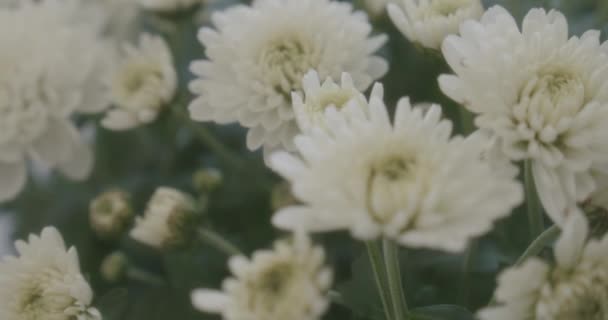 Kwitnące Białe Kwiaty Ogrodzie Zielonymi Gałęziami Zbliżenie Ruchu Strzał — Wideo stockowe